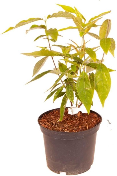 Саджанець Хімонанта раннього